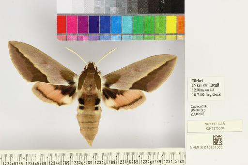 Hyles siehei (Püngeler, 1903) - NHMUK010891560_Hyles_siehei_dorsal_and_labels.JPG