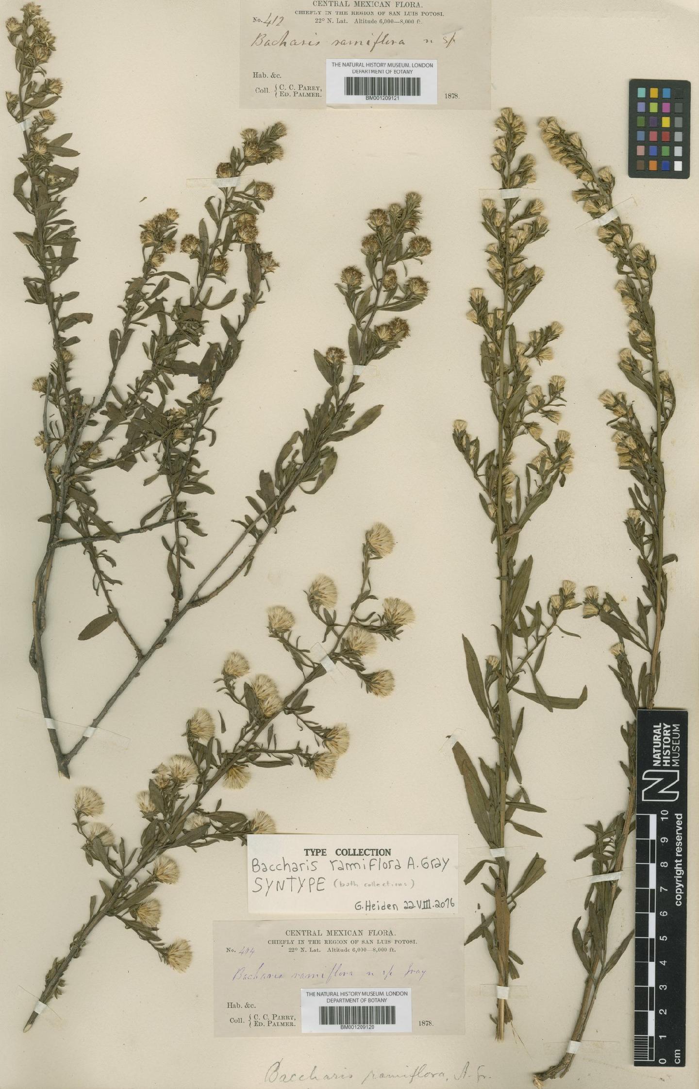 To NHMUK collection (Baccharis ramiflora A.Gray; Syntype; NHMUK:ecatalogue:6731254)