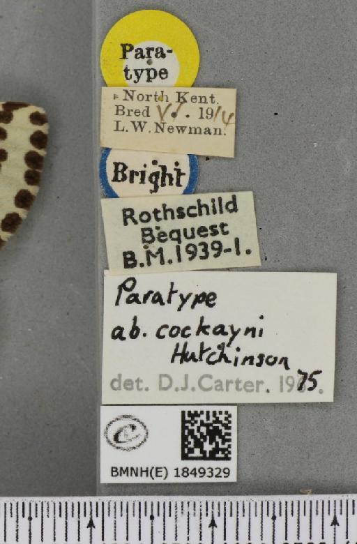 Abraxas grossulariata ab. cockayni Hutchinson, 1974 - BMNHE_1849329_label_414246