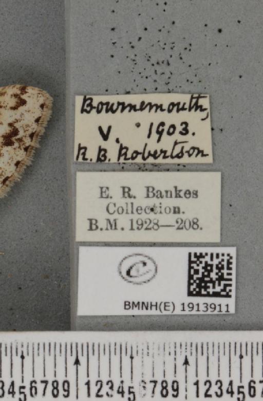 Ectropis crepuscularia (Denis & Schiffermüller, 1775) - BMNHE_1913911_label_480205