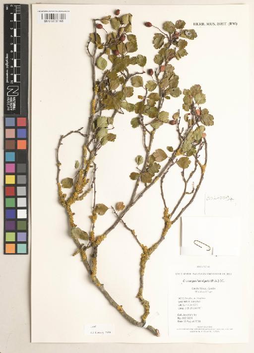 Crataegus laevigata (Poir.) DC. - 013737165