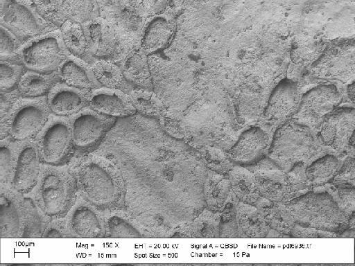 Charixa sexspinata Martha et al., 2019 - PI BZ 2000 – cf. Spinicharixa