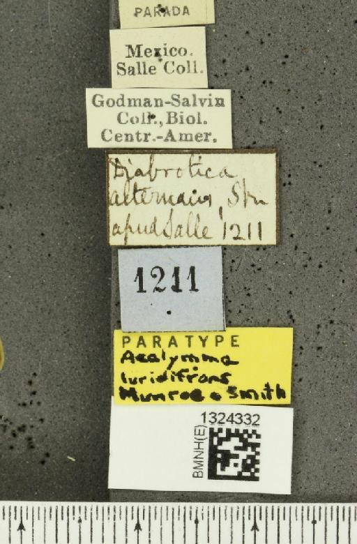 Acalymma luridifrons Munroe & Smith, R.F., 1980 - BMNHE_1324332_label_20841