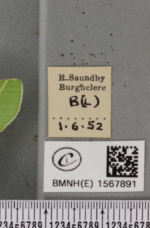 Bena bicolorana (Fuessly, 1775) - BMNHE_1567891_label_293335