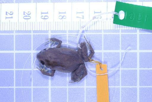 Callulops humicola compta (Zweifel, 1972) - Image of specimen 1961.856