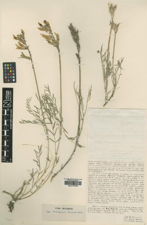 Astragalus peterfii Jáv. - BM000751027