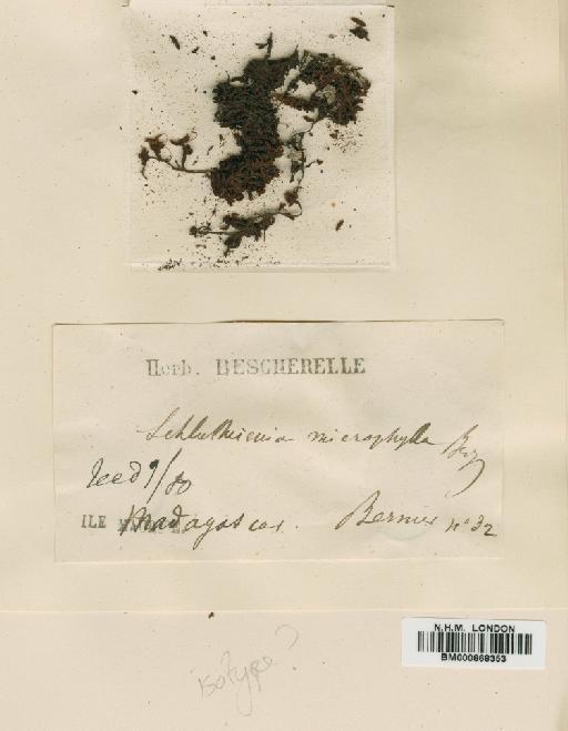 Schlotheimia microphylla Besch. - BM000868353
