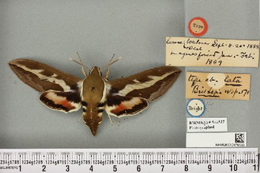 Hyles gallii ab. lata Tutt, 1904 - NHMUK_010476933_534563