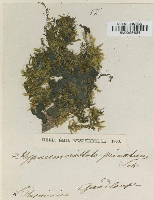 Ectropothecium cristato-pinnatum Schimp. ex Besch. - BM000964033