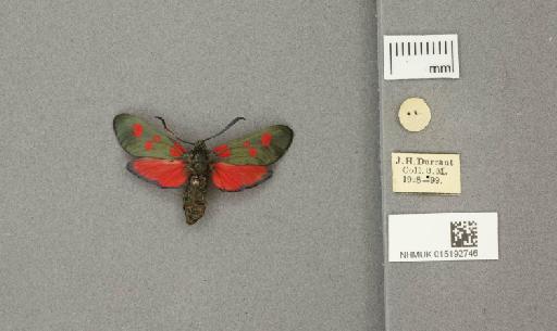 Zygaena (Zygaena) filipendulae stephensi Dupont, 1900 - 015192746_additional