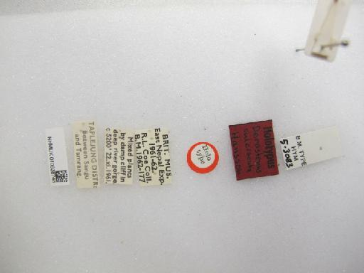 Derostenus sulciscuta Hansson, 1986 - 010838748_Derostenus_sulciscuta_HT-M-5-3083_labels