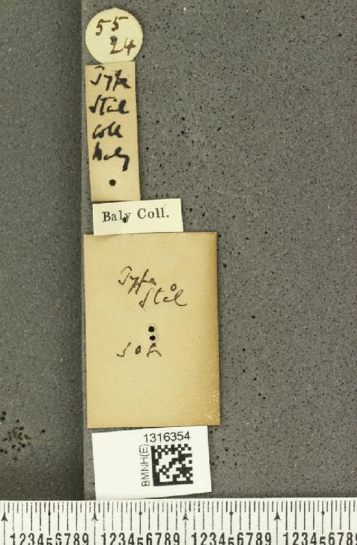 Calligrapha eupatris Stål, 1860 - BMNHE_1316354_a_label_16681