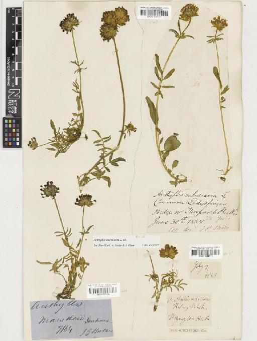 Anthyllis vulneraria L. - BM001128376