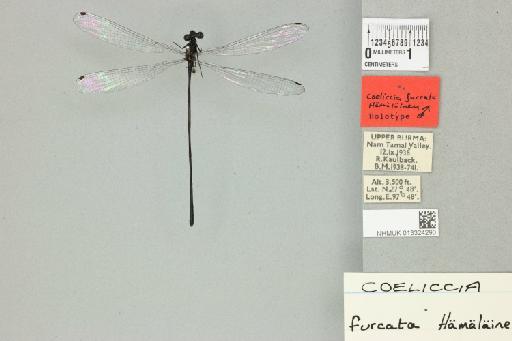 Coeliccia furcata Hämäläinen, 1986 - 013324290_dorsal