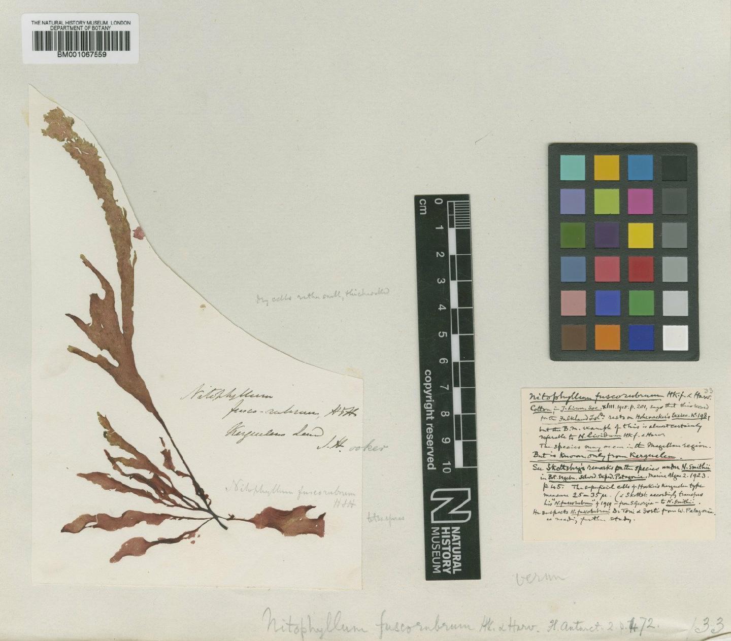 To NHMUK collection (Platyclinia fuscorubra (Hook.f. & Harv.) Levring; Type; NHMUK:ecatalogue:2301751)