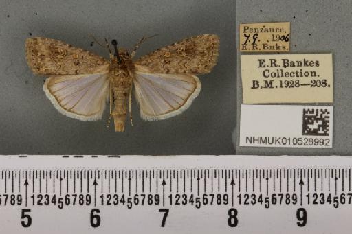 Spodoptera exigua ab. variegata Dannehl, 1929 - NHMUK_010528992_582928