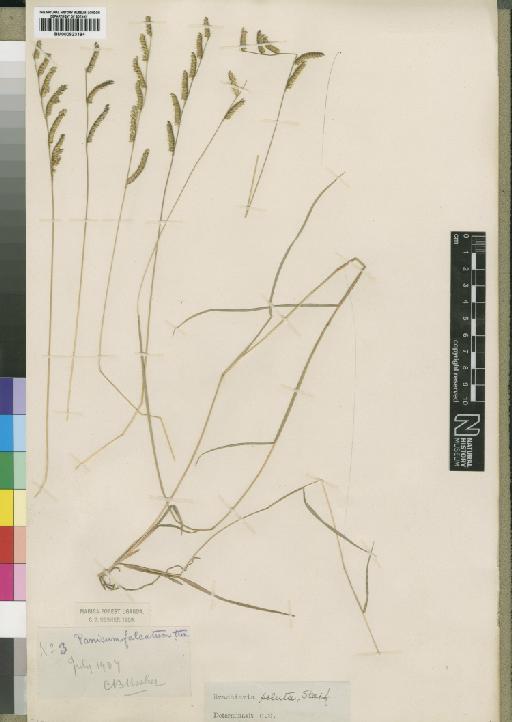 Brachiaria jubata (Fig. & De Not.) Stapf - BM000923184