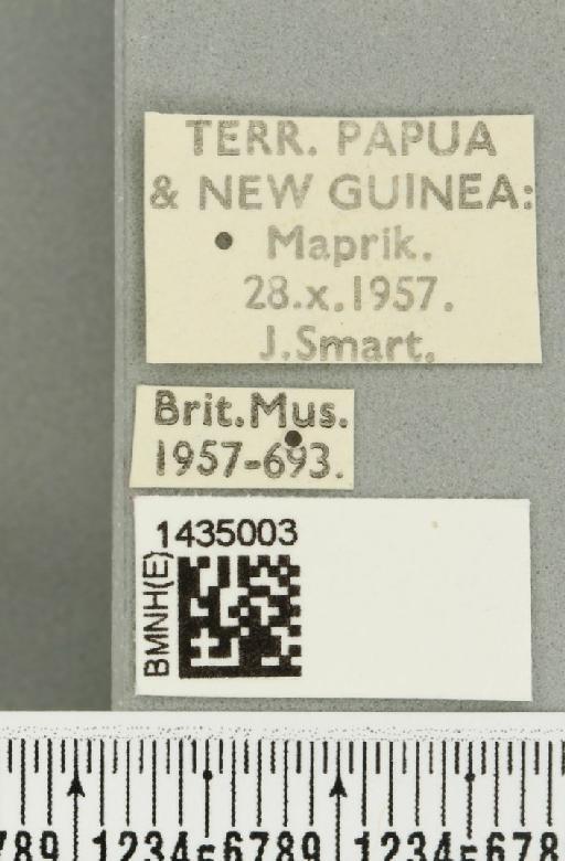 Bactrocera (Bactrocera) bryoniae (Tryon, 1927) - BMNHE_1435003_label_28467