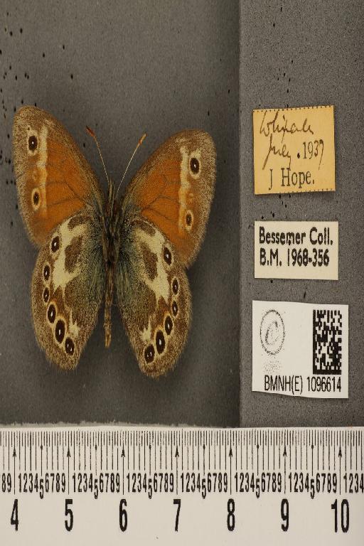 Coenonympha tullia davus ab. macrocellata Lempke, 1957 - BMNHE_1096614_7924