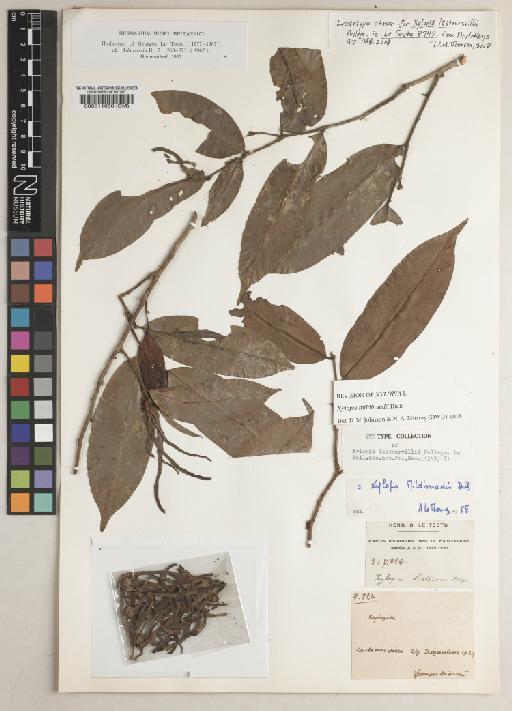 Xylopia mildbraedii Diels - BM000511050