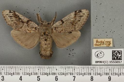 Dicallomera fascelina (Linnaeus, 1758) - BMNHE_1555897_255662