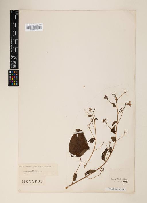 Jacquemontia parviflora - 000953199