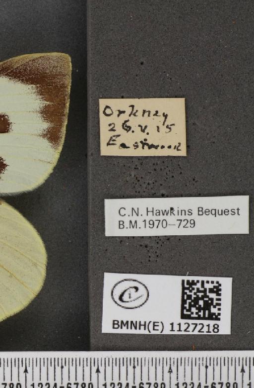 Pieris brassicae ab. postice-ochreata Verity, 1919 - BMNHE_1127218_label_84368
