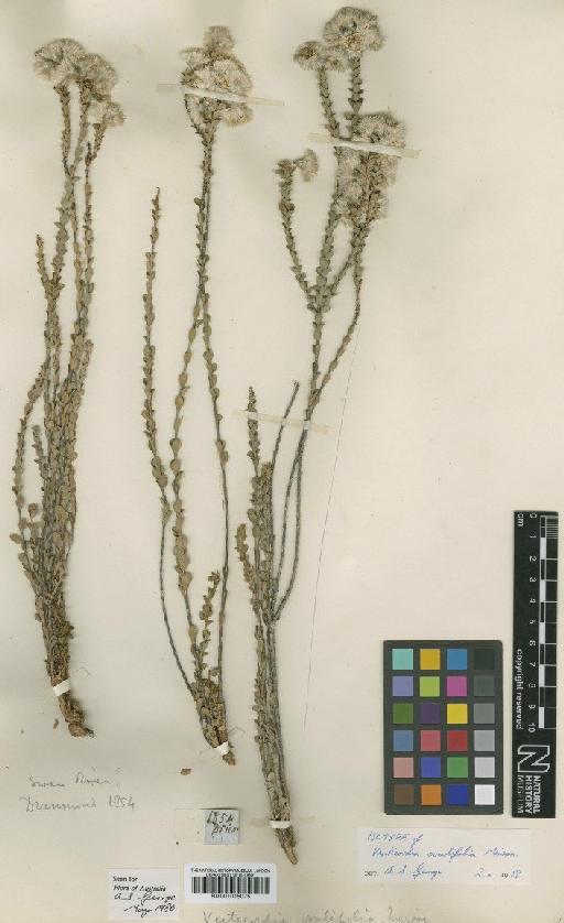 Verticordia ovalifolia Meisn. - BM001015075