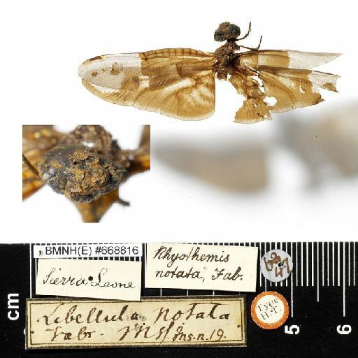 Libellula notata Fabricius, 1787 - 668816, Libellula notata