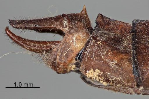Macromia cupricincta Fraser, 1924 - Macromia_cupricincta-BMNHE_1242050-holotype-lateral-anal_appendage-2.0x