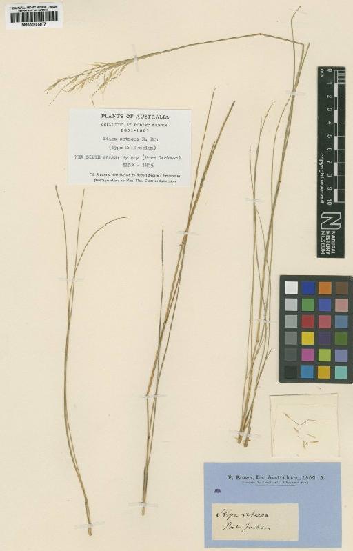 Stipa setacea R.Br. - BM000895877