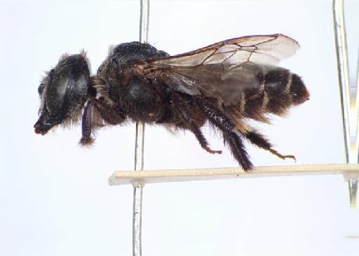 Lithurgus atratiformis Cockerell, 1905 - 968184c