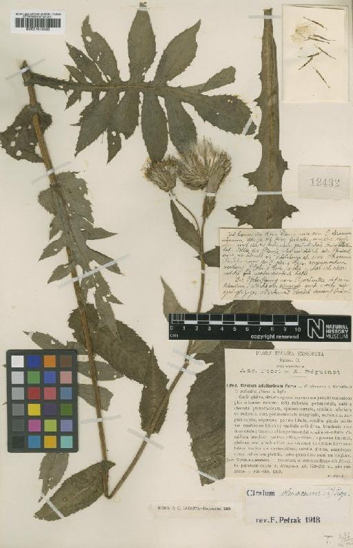 Cirsium oleraceum (L.) Scop. - BM001043062