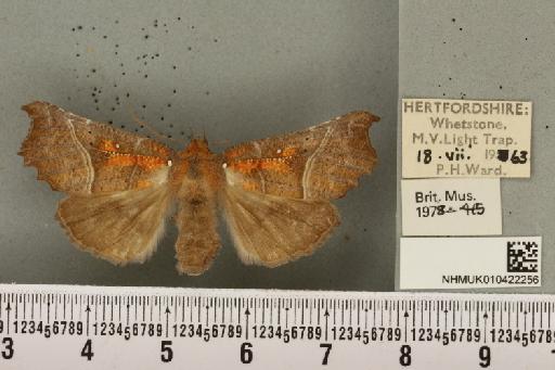 Scoliopteryx libatrix (Linnaeus, 1758) - NHMUK_010422256_535405