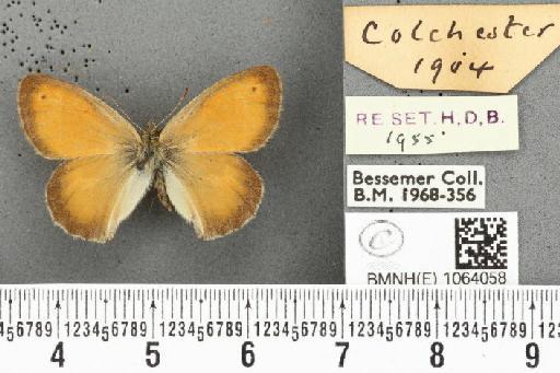 Coenonympha pamphilus ab. latiora Leeds, 1950 - BMNHE_1064058_25234