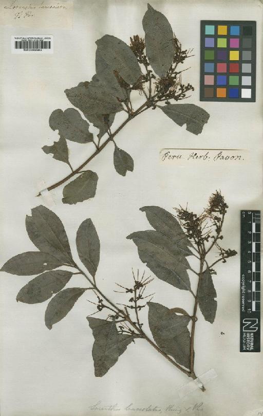 Gaiadendron punctatum (Ruiz & Pav.) G.Don - BM000993493