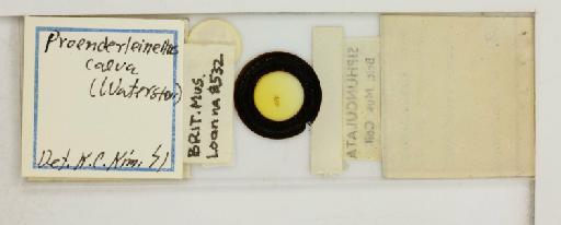 Proenderleinellus calva Waterston, 1917 - 010700551_reverse