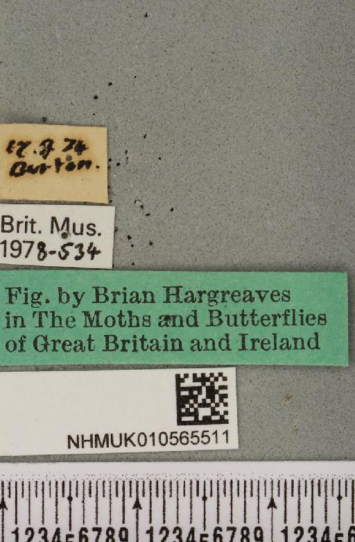 Agrochola lychnidis ab. obsoleta Tutt, 1892 - NHMUK_010565511_label_623121