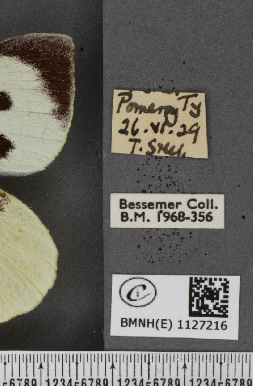 Pieris brassicae ab. postice-ochreata Verity, 1919 - BMNHE_1127216_label_84366