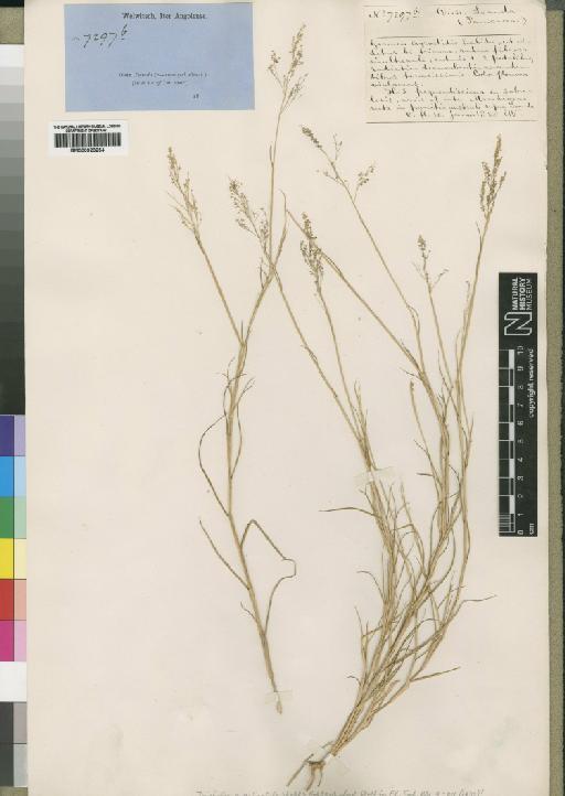 Tricholaena monachne (Trin.) Stapf & C.E.Hubb. - BM000923254