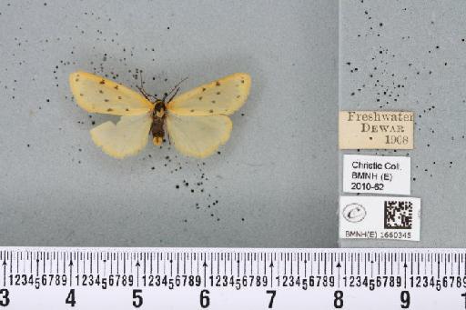 Setina irrorella (Linnaeus, 1758) - BMNHE_1660345_290653