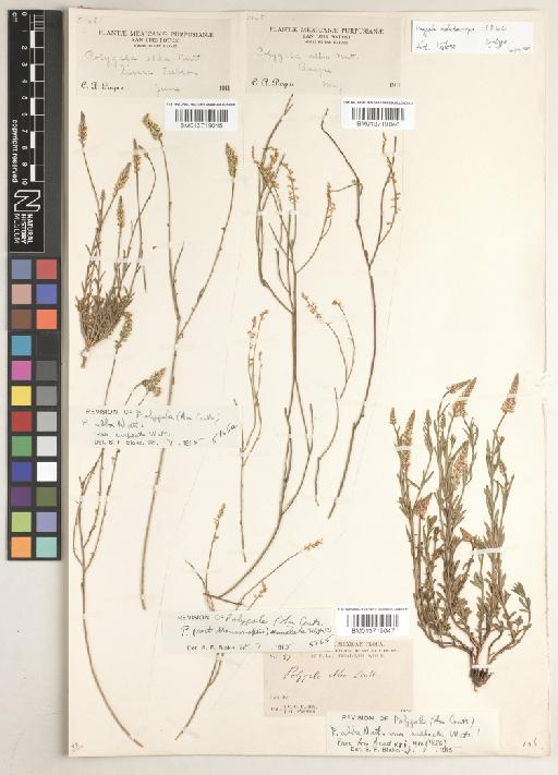 Polygala alba Nutt. - BM013719047