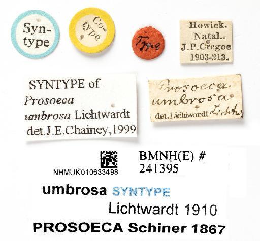 Prosoeca umbrosa Lichtwardt, 1910 - NHMUK 010633394 ST Prosoeca umbrosa - labels