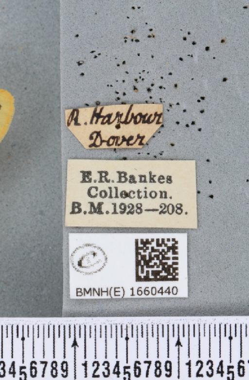 Setina irrorella (Linnaeus, 1758) - BMNHE_1660440_label_258876