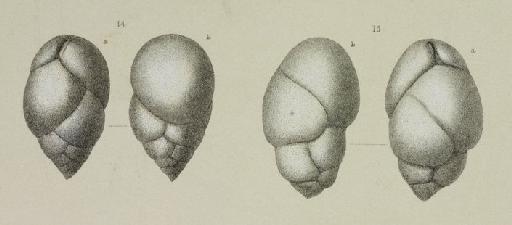 Bulimina affinis Orbigny, 1839 - ZF1205_50_14_Praeglobobulimina_pupoides.jpg