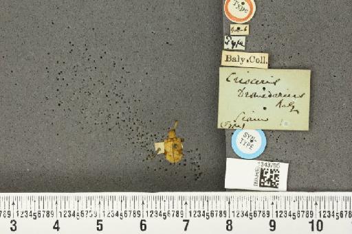 Lilioceris (Chujoita) dromedaria (Baly, 1861) - Joanna_023308_13917