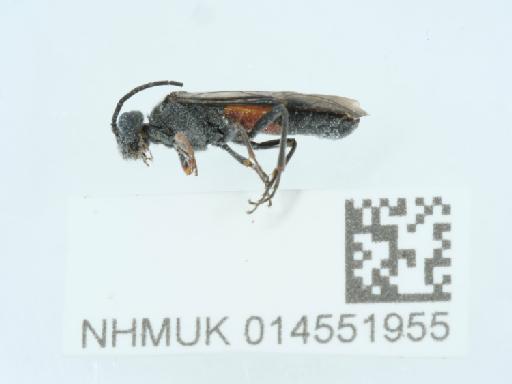 Bibio varipes Meigen, 1830 - 014551955_1