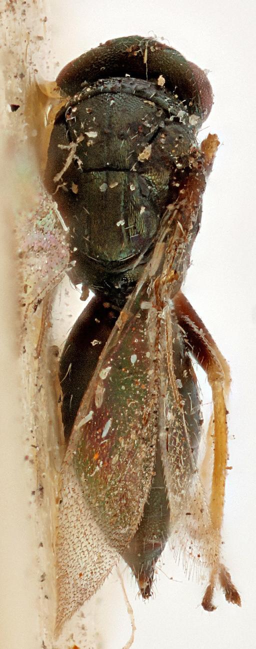 Tetrastichus scadius Walker, 1843 - 010838710_Tetrastichus_Scadius_5-1428_hab-dors-x5