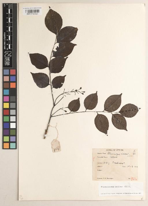 Pterocarpus indicus f. indicus - BM012564431