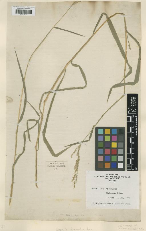 Leersia hexandra Sw. - BM001209144